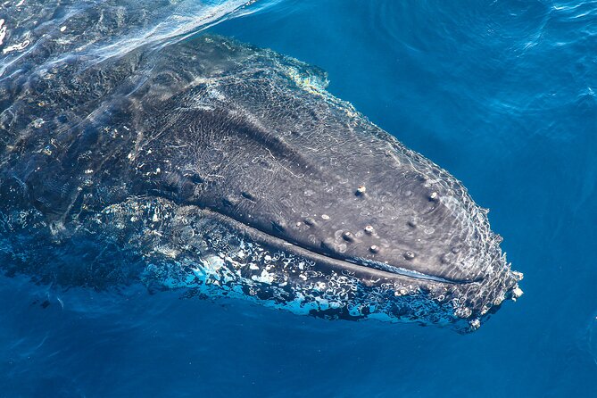 Whale Watching Sydney 2-Hour Express Cruise - Key Points Before You Go