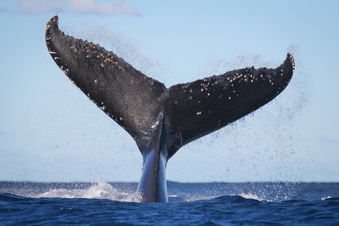 Whale Watching Sydney 2-Hour Express Cruise - Circular Quay Wharf 6: Where the Cruise Life Starts