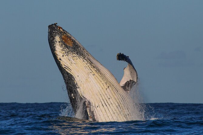 Whale Watching Sydney 2-Hour Express Cruise - What If You Don’t See Whales?