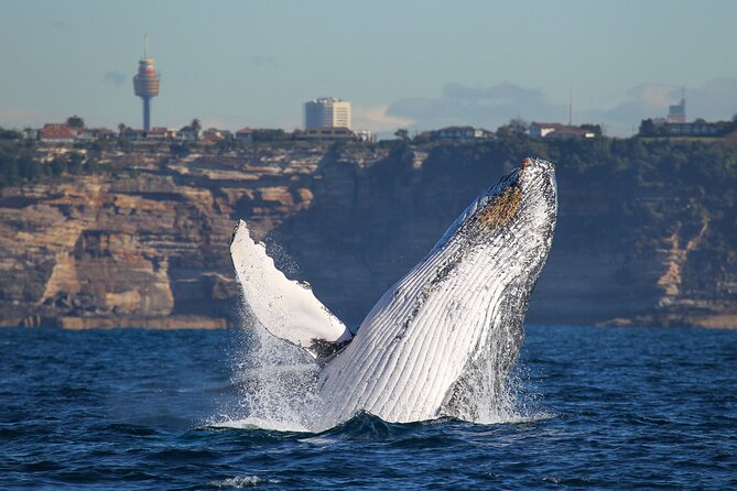Whale Watching Sydney 2-Hour Express Cruise - Price Value: Is $57.72 Worth It?
