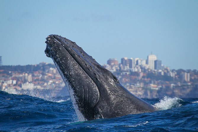 Whale Watching Sydney 2-Hour Express Cruise - Who Should Book This Whale Watching Express Cruise?