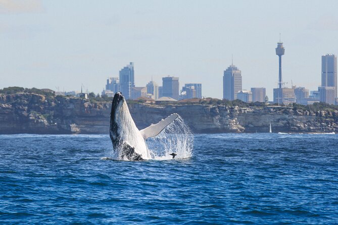 Whale Watching Sydney 2-Hour Express Cruise - Ocean Dreaming II: Fast, Comfortable, and Built for Watching