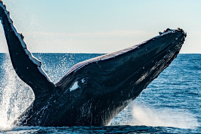 Whale Watching Sydney - From King Street Wharf to the whales: the basic game plan