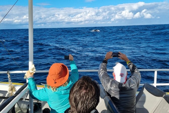 Whale Watching Sydney - Once you hit open water: what you’re really watching for