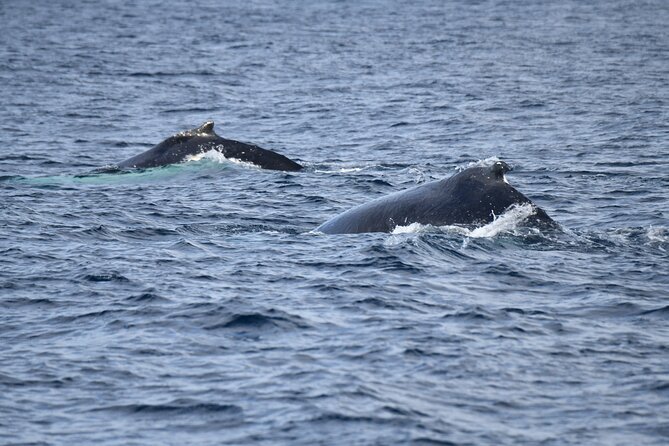 Whale Watching Sydney - Timing reality check: 2 hours on paper vs. time on the water