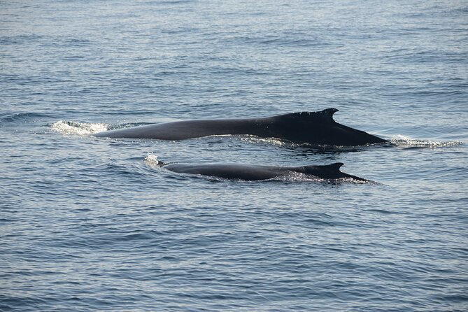 Whale Watching Sydney - Crew and onboard experience: what tends to go well