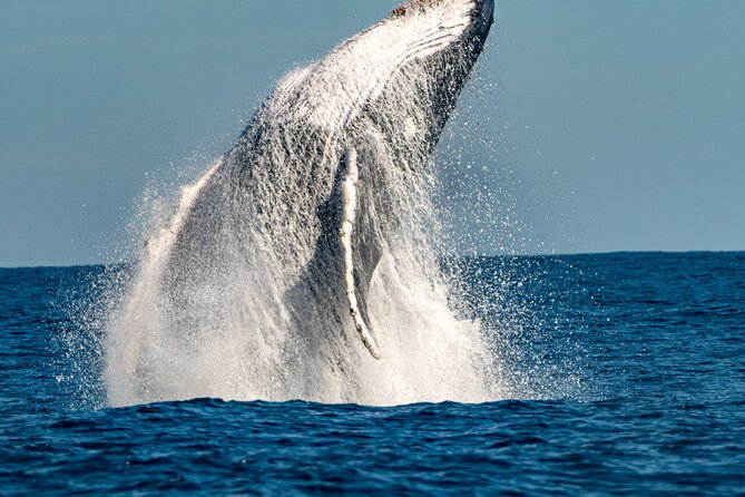 Whale Watching Sydney - The Adventure boat: low-profile RIBs feel different