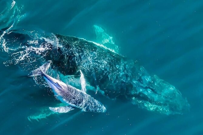 Whale Watching Terrigal - Key things to know before you go