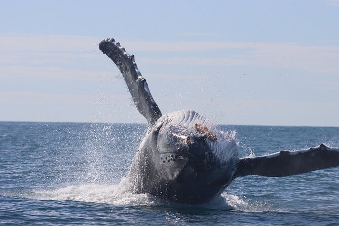 Whale Watching Terrigal - Why a Terrigal RIB whale watch feels different