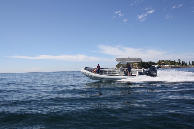 Whale Watching Terrigal - Marine biologist briefing: what you’ll learn while you watch