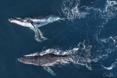 Whale Watching Terrigal - Getting started at 2A Terrigal Esplanade and what the first scan is