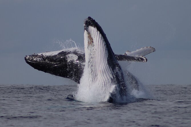 Whale Watching Terrigal - Who should book this whale watching tour in New South Wales