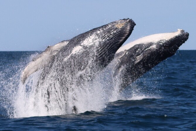 Whale Watching Terrigal - Possible hiccups: weather changes, timing, and being ready on time