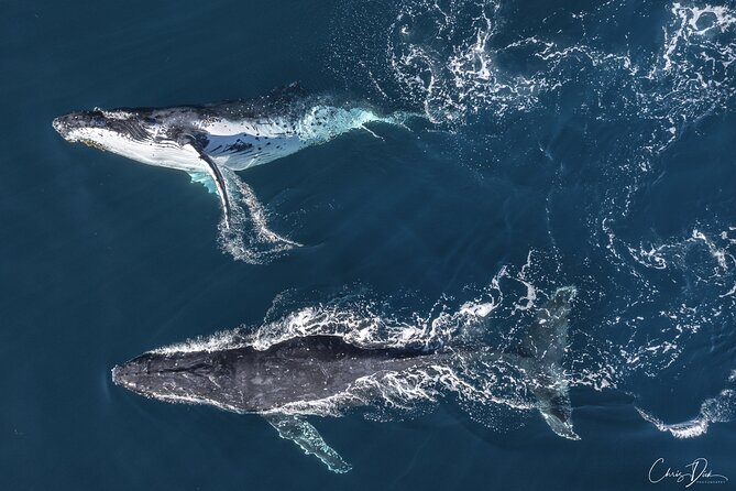 Whale Watching Terrigal - Getting started at 2A Terrigal Esplanade and what the first scan is