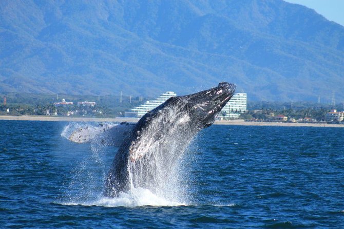Whale Watching The Best Of Puerto Vallarta - Key things that make this whale watching trip worth your time