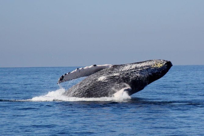 Whale Watching The Best Of Puerto Vallarta - Whale watching in Banderas Bay: why Puerto Vallarta is a standout