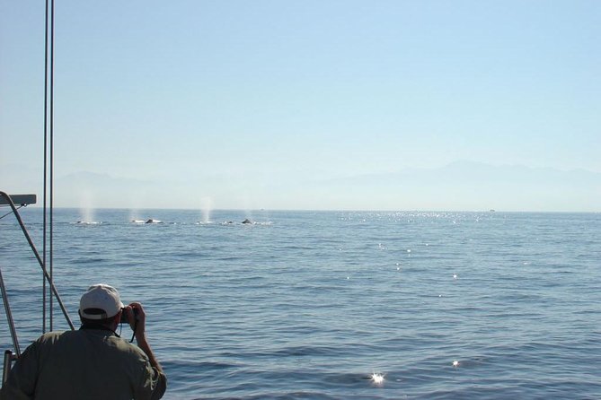 Whale Watching The Best Of Puerto Vallarta - The small-group advantage: up close without feeling crowded