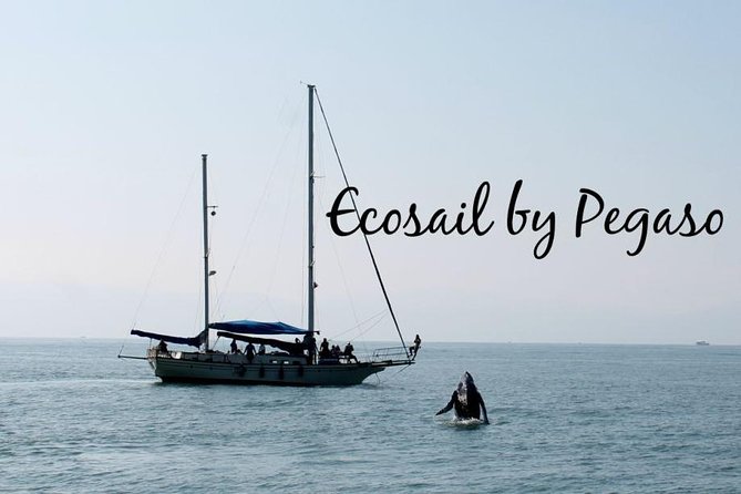 Whale Watching The Best Of Puerto Vallarta - Crew know-how: how the guidance improves your spotting