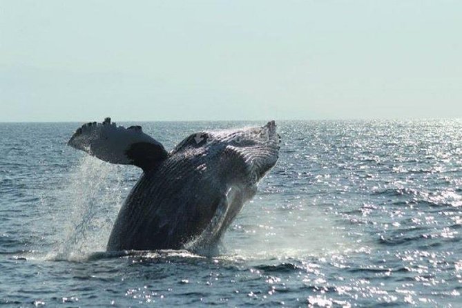 Whale Watching The Best Of Puerto Vallarta - Price and value: what $99 actually buys (plus the fees)
