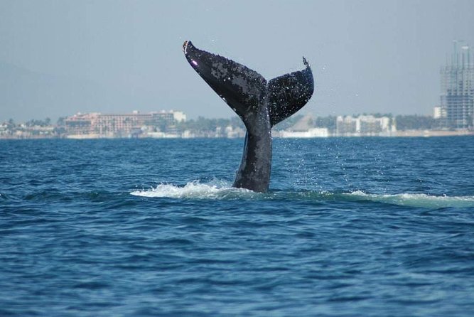Whale Watching Tour - Key things to know before you go