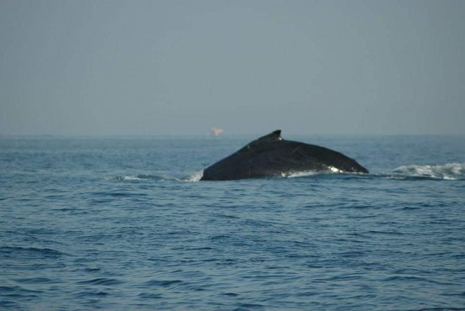 Whale Watching Tour - A Morning Marine Safari Out of Loreto’s Marina