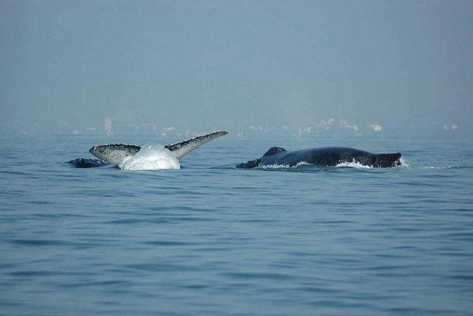 Whale Watching Tour - The Crew: Captains and Guides Who Aim for Respectful Distance
