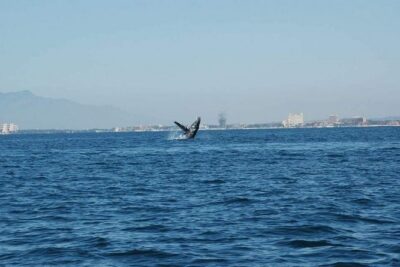 Whale Watching Tour - What You’re Searching For: Blue Whales, Humpbacks, Dolphins, and More