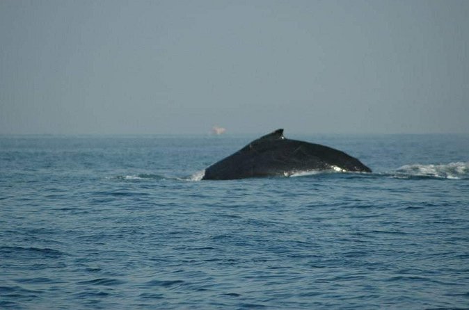 Whale Watching Tour - The Beach Stop: Lunch, Views, and Optional Snorkel or Hike