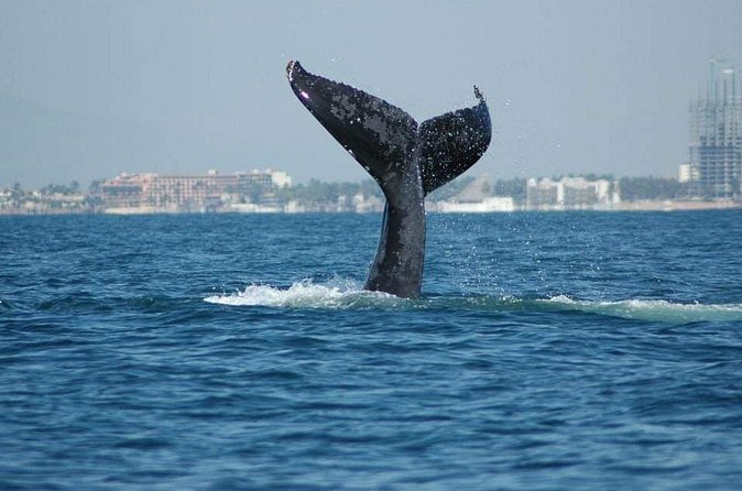 Whale Watching Tour - Price and Value: What $178.40 Really Means