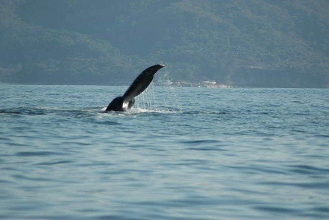 Whale Watching Tour - Duration, Group Size, and the Feel of the Day