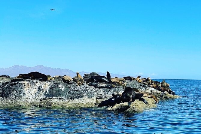 Whale Watching Tour - Tips to Improve Your Chances (and Your Comfort)