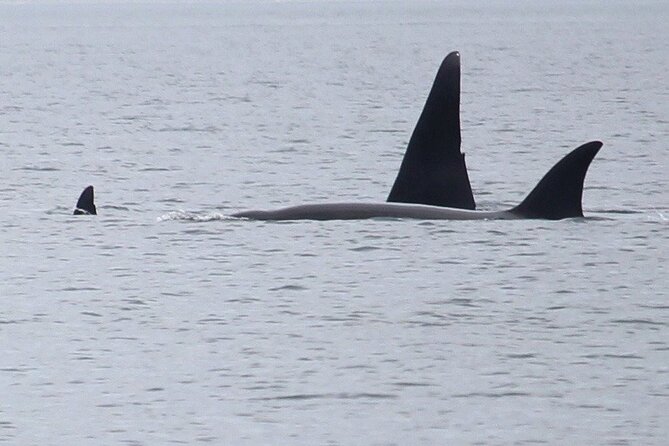 Whale Watching Tour from Anacortes - Key highlights worth aiming for
