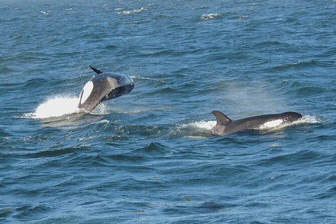 Whale Watching Tour from Anacortes - Why Anacortes works so well for orca watching