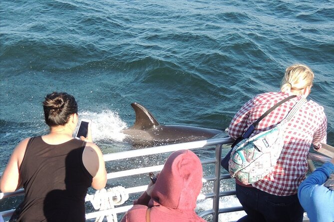 Whale Watching Tour from Anacortes - Wildlife beyond whales: seals, sea lions, otters, birds, and more