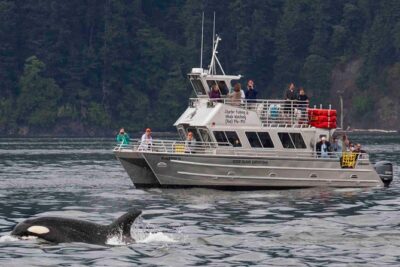 Whale Watching Tour from Anacortes - How the 3-hour outing really unfolds at sea