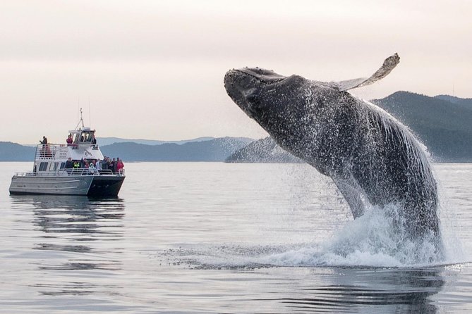 Whale Watching Tour from Anacortes - Naturalist-guided searching: what the crew adds (Drew, Capt Matt, Tiffany)
