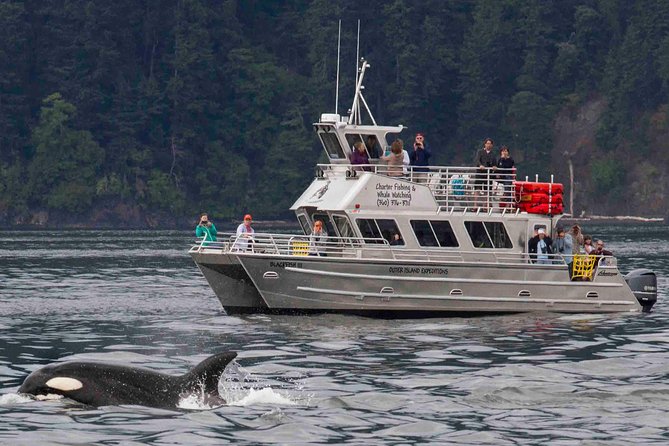 Whale Watching Tour from Anacortes - How the 3-hour outing really unfolds at sea