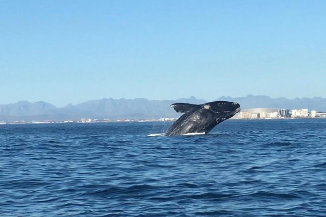 Whale Watching Tour from Cape Town - Key Points Worth Knowing Before You Go