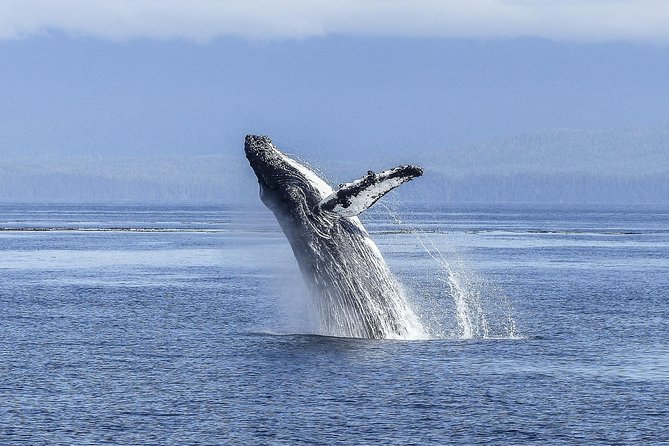 Whale Watching Tour from Cape Town - The Road to Hermanus: Pringle Bay, Gordon’s Bay, Betty’s Bay