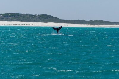 Whale Watching Tour from Cape Town - Harold Porter Botanical Garden: A Break That Actually Feels Like Nature