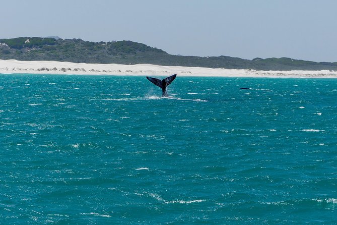 Whale Watching Tour from Cape Town - Harold Porter Botanical Garden: A Break That Actually Feels Like Nature