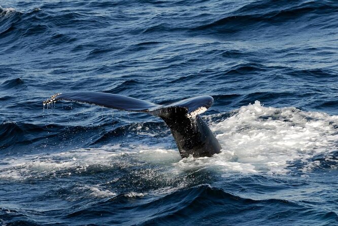 Whale Watching Tour in Gloucester - Key things that make this Gloucester whale watch work