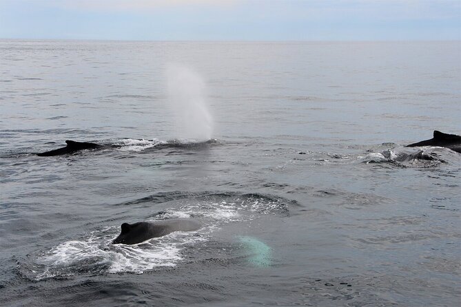 Whale Watching Tour in Gloucester - Why Stellwagen Bank whale watching feels different from the start