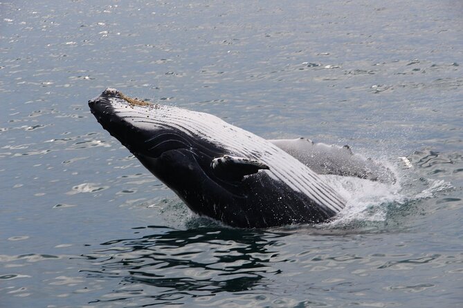 Whale Watching Tour in Gloucester - What whales and dolphins you’re looking for near Gloucester