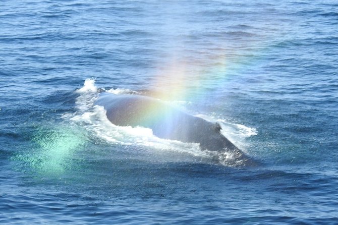 Whale Watching Tour in Gloucester - Food and drinks on board: plan for warm and stay fueled