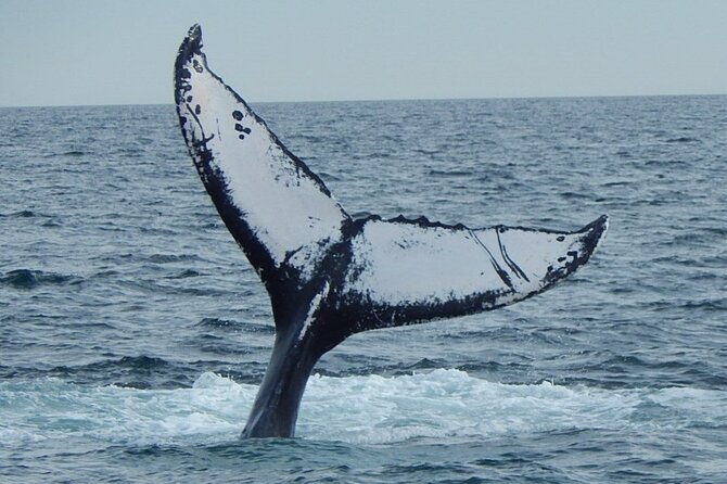 Whale Watching Tour in Gloucester - Where the boat goes: North Shore, South Shore, and off Boston