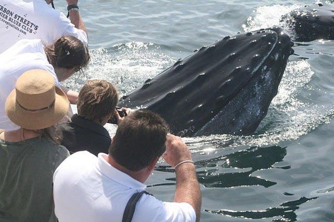 Whale Watching Tour in Gloucester - The Hurricane II setup: comfort, visibility, and where to stand