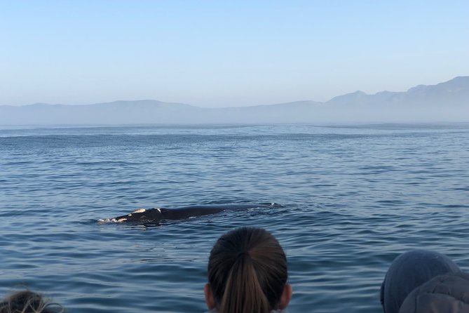 Whale Watching Tour in Hermanus with Hotel Pickup - Your guide and crew matter more than you think