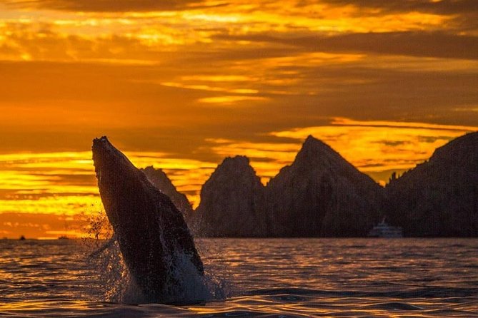 Whale Watching Tour in Los Cabos - Key takeaways before you go