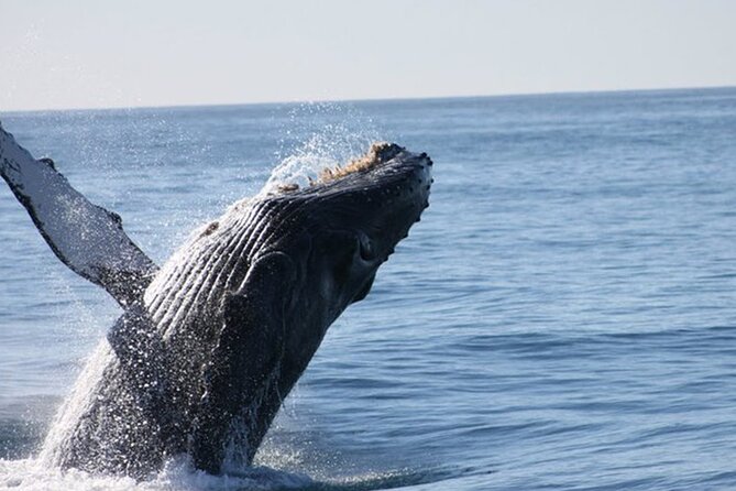Whale Watching Tour in Los Cabos - Starting at the Cabo San Lucas marina and finding El Arco fast